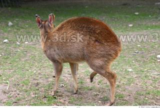 Muntjac 0028