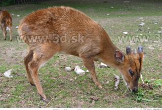 Muntjac 0029