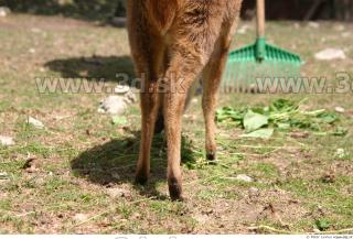 Muntjac 0062