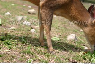 Muntjac 0070