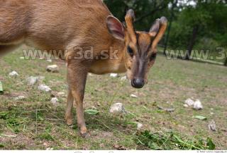 Muntjac 0072