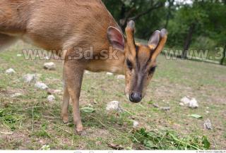 Muntjac 0073