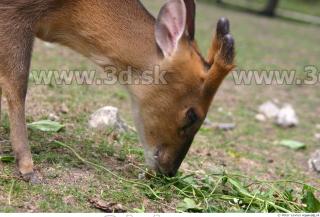 Muntjac 0074