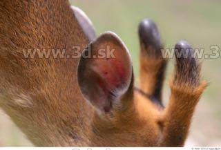 Muntjac 0075