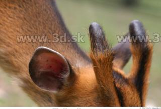 Muntjac 0076