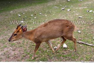 Muntjac 0077