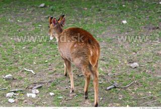 Muntjac 0080