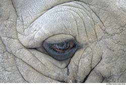 Eye Rhinoceros