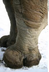Foot Rhinoceros