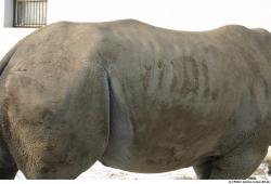 Belly Rhinoceros