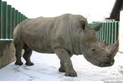 Whole Body Rhinoceros