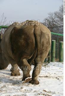 Rhinoceros poses 0032