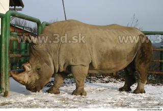 Rhinoceros poses 0035