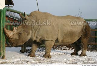 Rhinoceros poses 0036