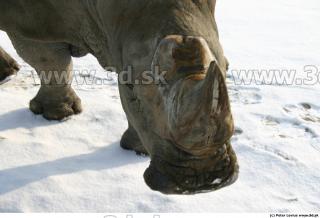 Rhinoceros poses 0040