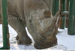 Rhinoceros poses 0041