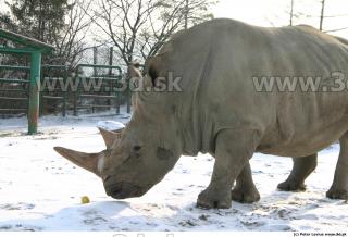 Rhinoceros poses 0044