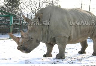 Rhinoceros poses 0046