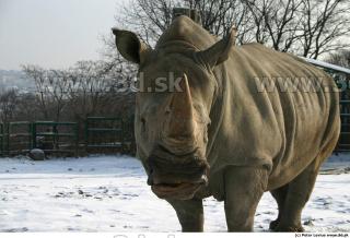 Rhinoceros poses 0047