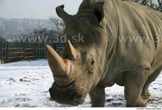 Rhinoceros poses 0048