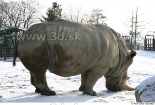 Rhinoceros poses 0049