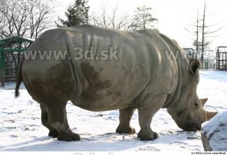 Rhinoceros poses 0050