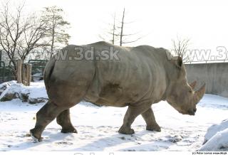 Rhinoceros poses 0051