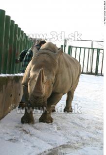 Rhinoceros poses 0052