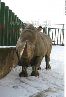 Rhinoceros poses 0053