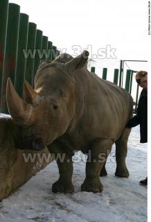 Rhinoceros poses 0055