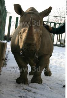 Rhinoceros poses 0057