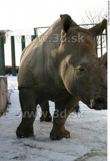 Rhinoceros poses 0062