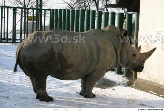 Rhinoceros poses 0067