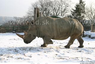 Rhinoceros poses 0068