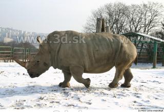 Rhinoceros poses 0069