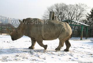 Rhinoceros poses 0072