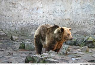 Bear 0049