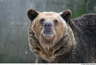 Bear 0056