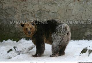 Bear 0058