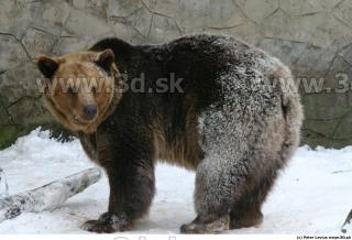 Bear 0060