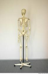 Whole Body Skeleton