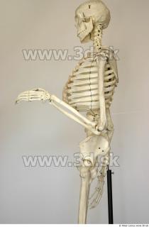 Skeleton poses 0005