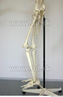 Skeleton poses 0042