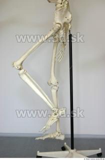 Skeleton poses 0043