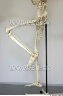 Skeleton poses 0044