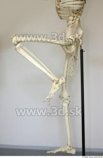 Skeleton poses 0045