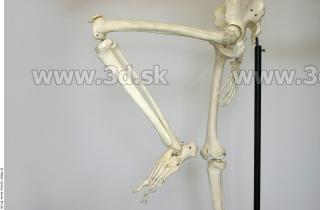 Skeleton poses 0047