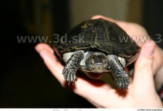 Melanochelys trijuga 0001