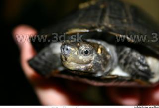 Melanochelys trijuga 0002