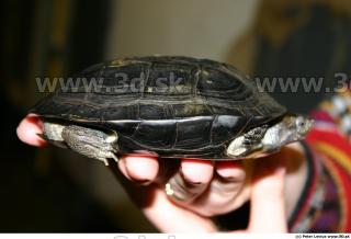 Melanochelys trijuga 0005